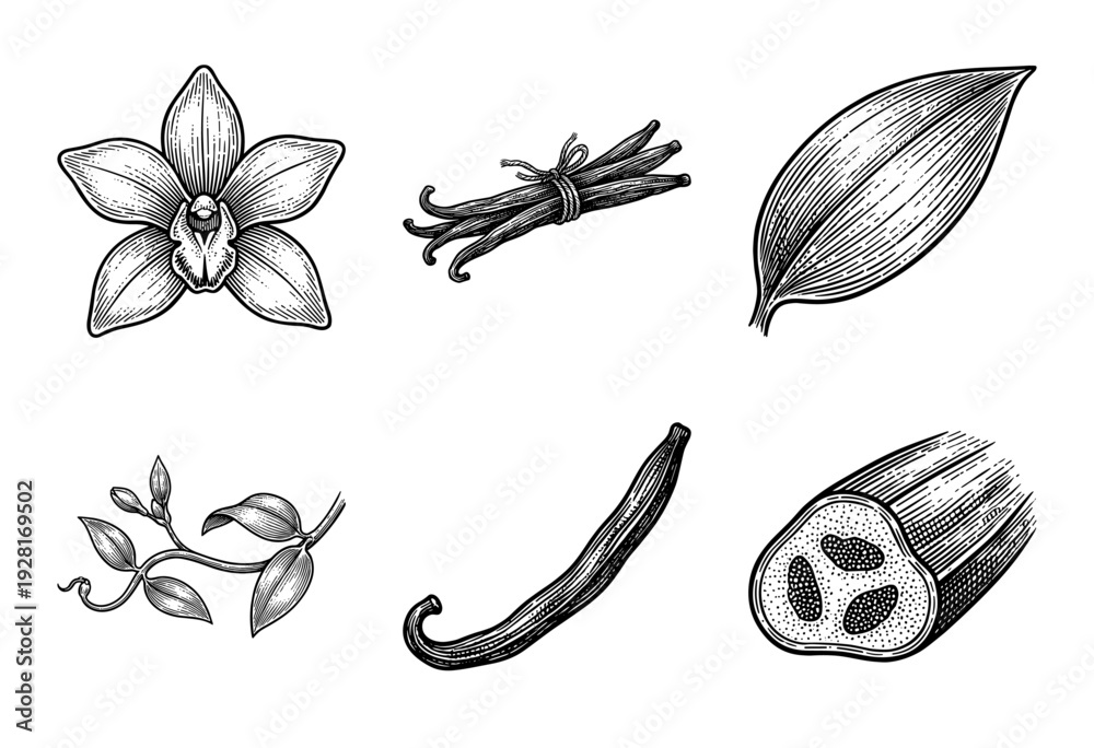 Fototapeta premium Vintage engraving style collection of vanilla plant elements including flowers, dried pods, seeds, and botanical leaves in a hand drawn line art aesthetic.