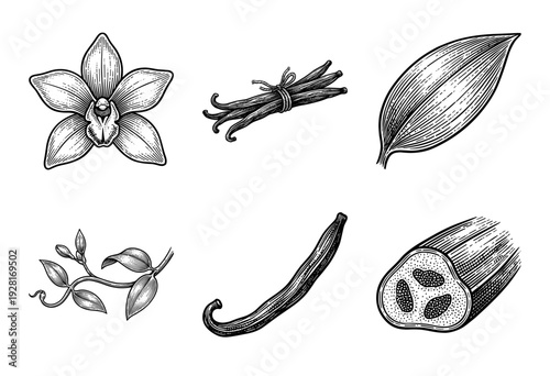 Vintage engraving style collection of vanilla plant elements including flowers, dried pods, seeds, and botanical leaves in a hand drawn line art aesthetic.