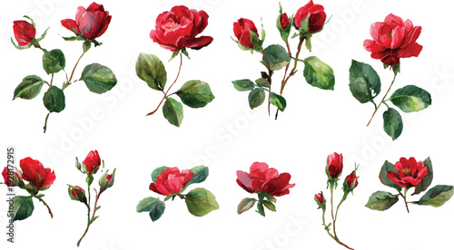red roses flowers isolated on white