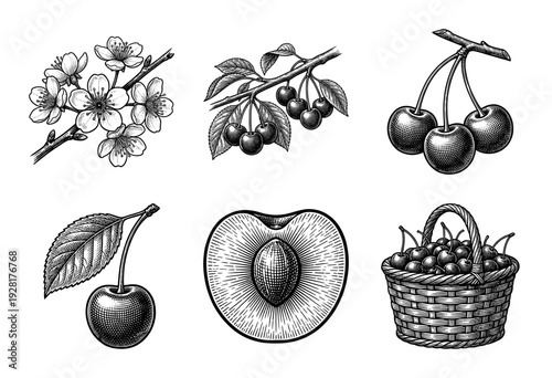 Vintage engraving of cherry fruit botanical elements featuring blossoms, branches, cross section, and a full harvest basket.