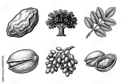 Vintage woodcut style collection of pistachio nut botanical illustrations including tree leaves and whole shells