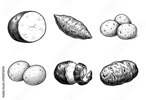 Vintage hand drawn engraving illustration of potato collection including sweet potato whole peeled and sliced tubers