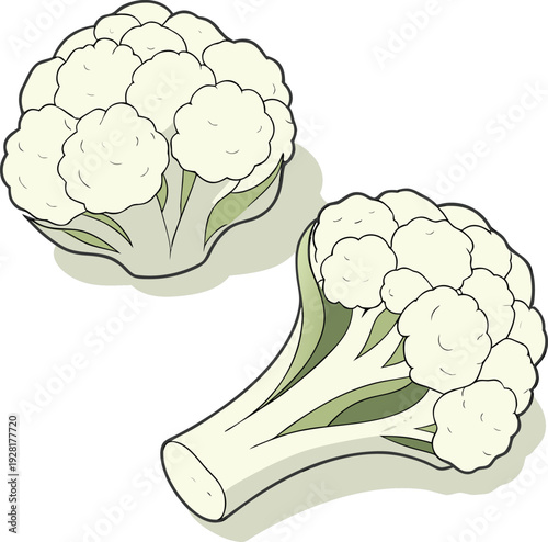   
Cartoon cauliflower vector with white curd, green leaves, and thick stalk in simple stylized vegetable design