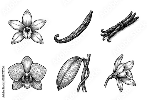 Vintage engraving style vanilla orchid collection featuring flowers, leaves, and dried pods in hand drawn black and white line art.