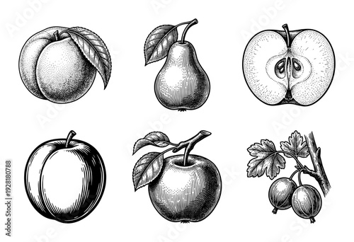 Set of vintage botanical fruit illustrations featuring hand drawn engraving style drawings of peach pear apple plum and berries