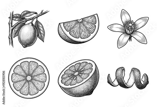 Set of citrus fruit botanical illustrations including lemon whole and sliced with flower and zest in vintage engraving style