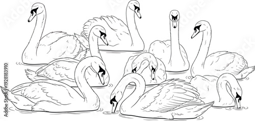 Swans Floating on Water Isolated on White