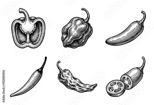 Vintage engraving collection of diverse chili pepper varieties featuring bell pepper habanero jalapeno and sliced serrano in a classic woodcut line art style.
