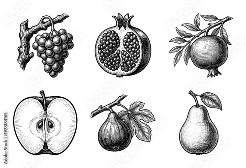 Vintage engraving of assorted fruits including pomegranate, grapes, apple, fig, and pear in a detailed woodcut style illustration.