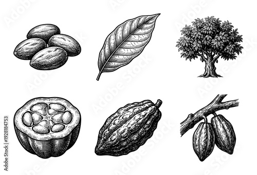 Vintage engraving style cocoa plant collection featuring chocolate beans, pods, leaves, and whole tree illustrations in black and white.