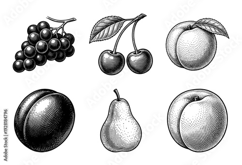 Vintage engraving style collection of assorted orchard fruits including grapes cherries pear and peaches with woodcut hatching detail