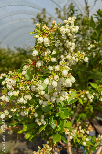 Blooming blueberry bushes in pots inside a professional greenhouse farm