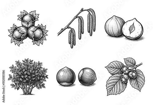 Vintage hazelnut botanical collection featuring engraved illustrations of nuts, catkins, leaves, and shrubs in a classic woodcut style