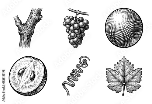 Vintage engraving set of grapevine botanical elements including fruit bunch, cross section, seeds, tendril, leaf, and wooden stem.