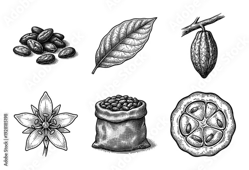 Cocoa plant botanical collection featuring engraved illustrations of beans, leaves, pods, flowers, and a burlap sack in a vintage woodcut style.