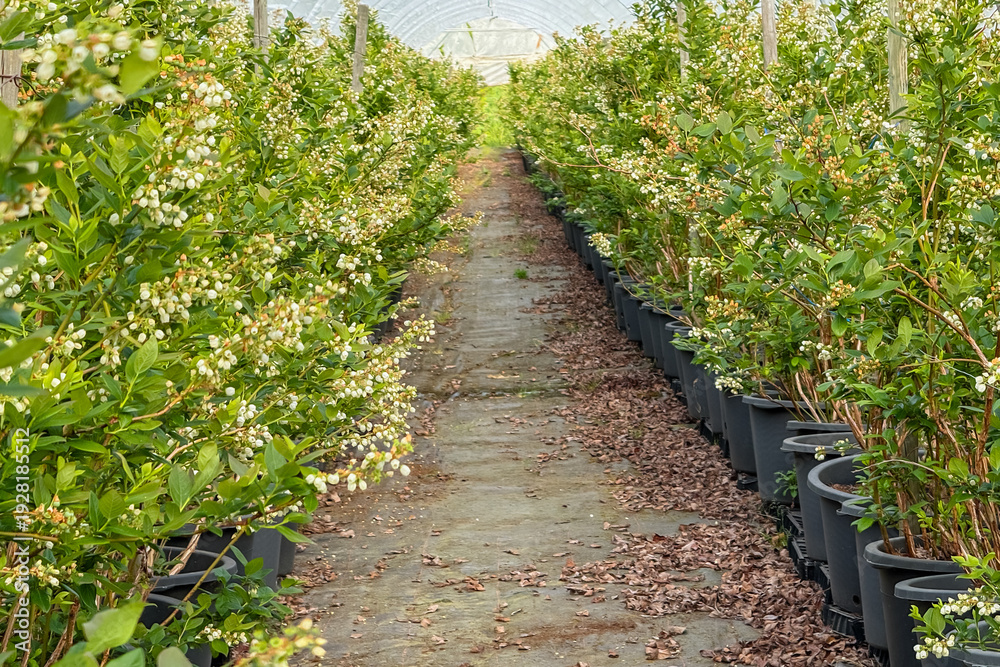 Obraz premium Blooming blueberry bushes in pots inside a professional greenhouse farm