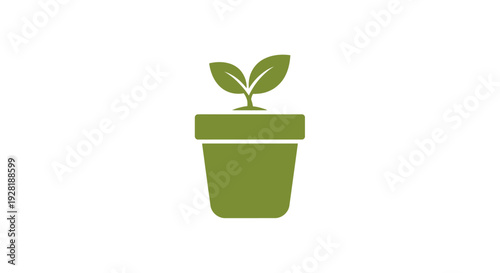 Green plant in a pot.