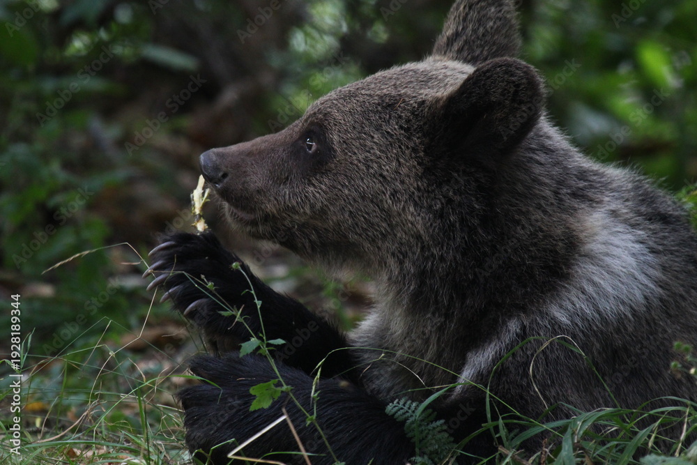 Fototapeta premium Ours brun