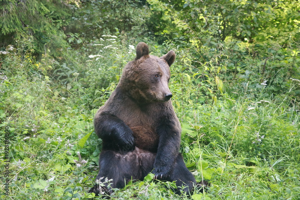 Obraz premium Ours brun