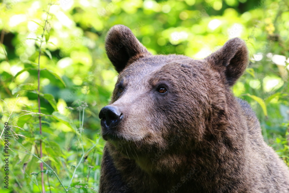 Naklejka premium Ours brun