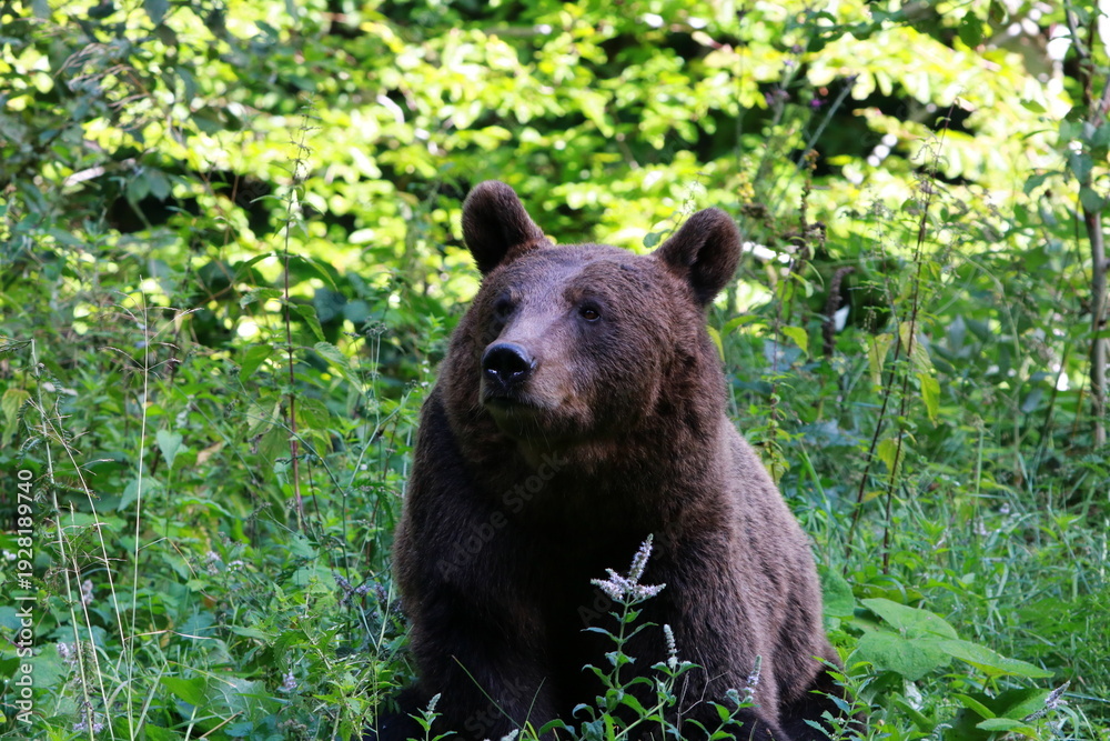 Fototapeta premium Ours brun