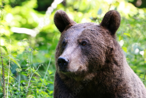 Ours brun