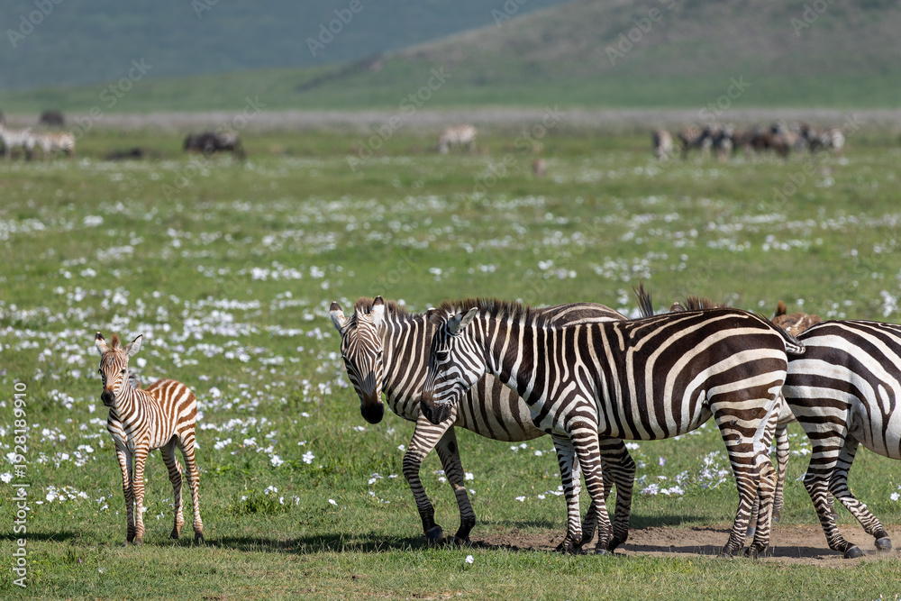 Naklejka premium Zebra Familie mit Fohlen im Ngorongoro Krater in Tansania