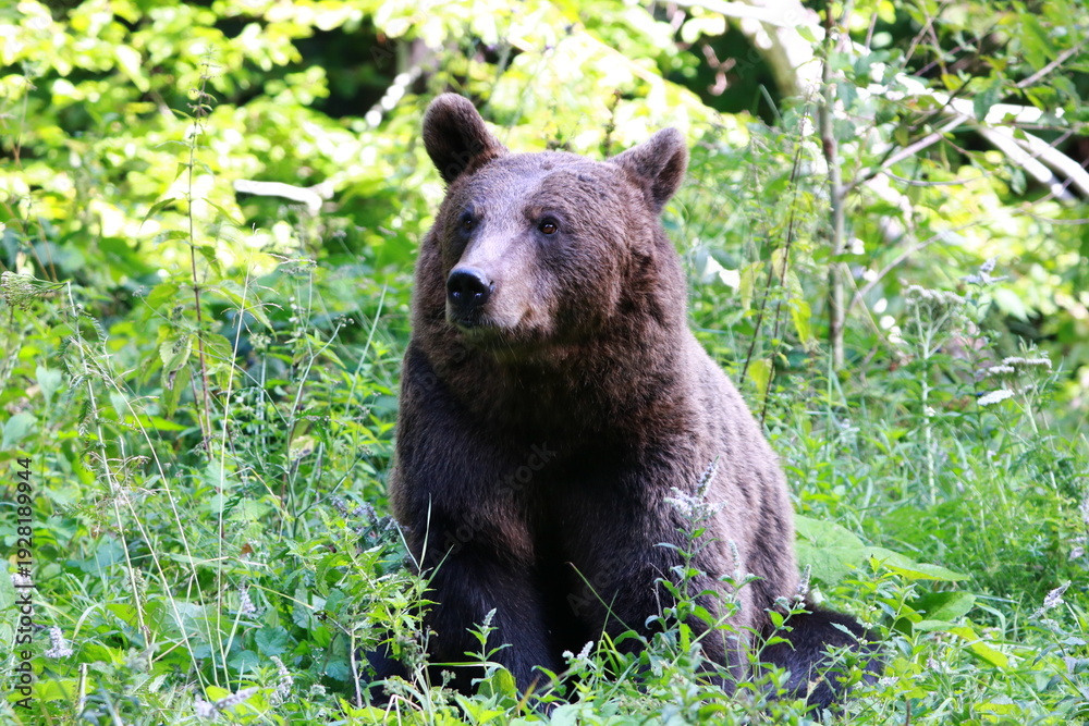 Fototapeta premium Ours brun