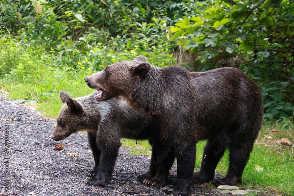 Fototapeta premium Ours brun