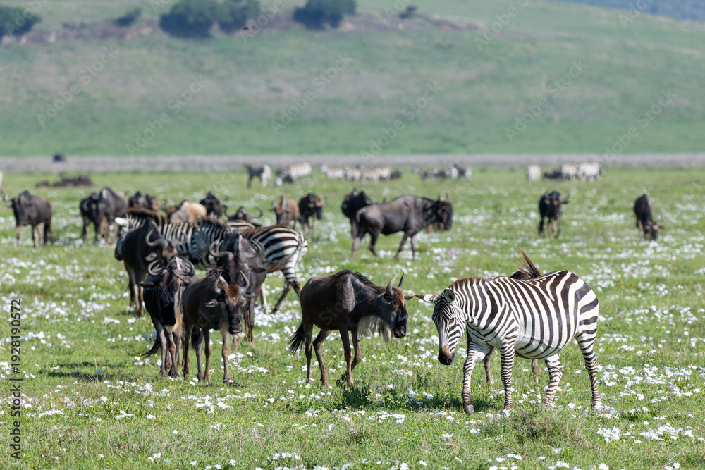Fototapeta premium Zebras und Gnus im Ngorongoro Krater in Tansania