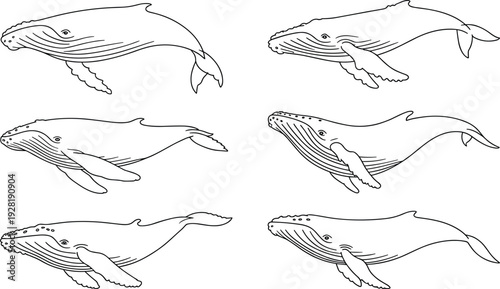 Six black and white line of whales swimming in different positions and orientations line outline