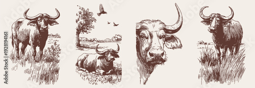 Buffalo sketch collection farm livestock horned mammals. Vector portrait and full body poses for editorial or branding needs. Pencil crayon drawn illustration sketch style.