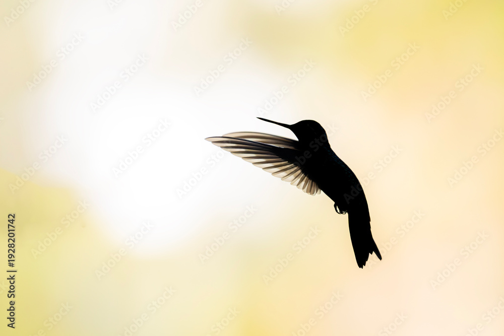 Fototapeta premium Hummingbird Silhouette in Flight Against Bright Background