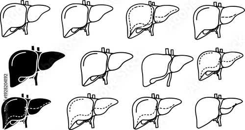 liver silhouette line art vector illustration with a white background