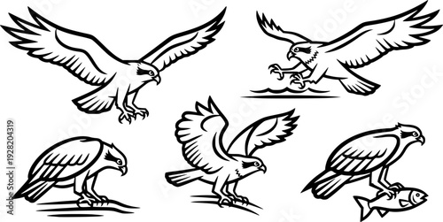 osprey silhouette line art