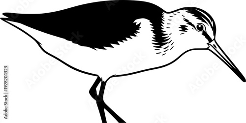 sandpiper silhouette line art vector illustration with a white background