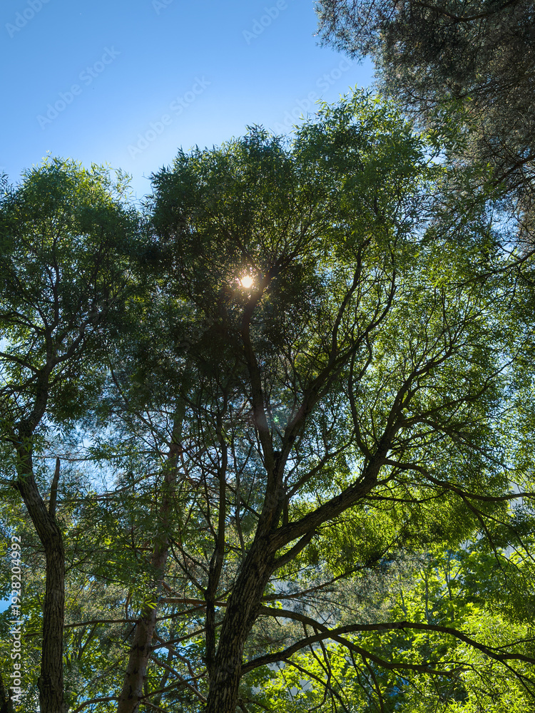 Obraz premium trees and sky