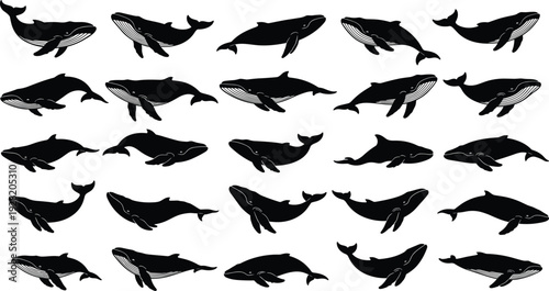 Black silhouette collection of humpback and blue whales swimming in various aquatic poses isolated on white background for marine design.
