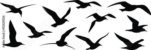 Flying seagull silhouettes set isolated on white background birds in flight collection