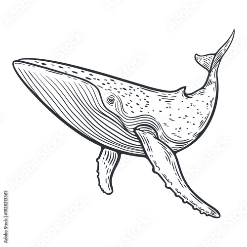 Blue whale illustration, humpback whale, black and white silhouette, underwater sea life animal, engraving isolated