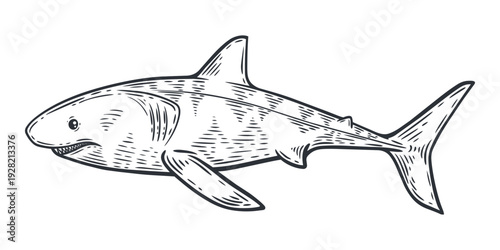 Shark illustration, great predator, sharp teeth,black and white silhouette, underwater sea life animal, engraving isolated