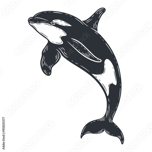 Killer whale illustration, black and white silhouette, underwater sea life animal, engraving isolated