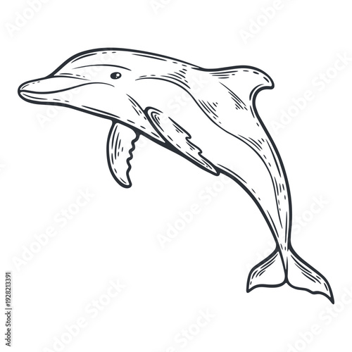 Dolphin illustration, black and white silhouette, underwater sea life animal, engraving isolated
