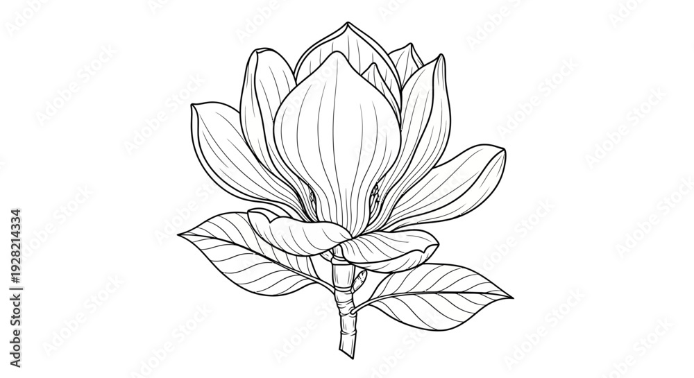 Obraz premium Elegant Black and White Magnolia Flower Illustration for Design Projects