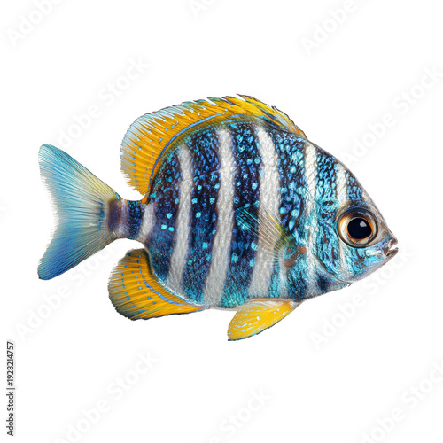 Pez de arrecife con llamativo patrón de manchas azules y naranjas, aletas translúcidas con tonos amarillos y un ojo destacado, sobre fondo negro.