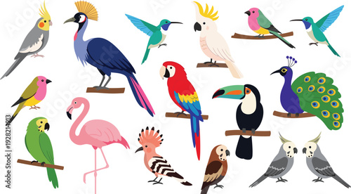Set of tropical and exotic bird vector illustrations with colorful parrot peacock flamingo toucan macaw cockatiel and hummingbirds isolated on white background