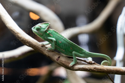 A striking photograph capturing a Veiled Chameleon perched confidently on a natural tree branch. The image emphasizes the reptile’s tall casque, textured scales, and vibrant green coloration accented 