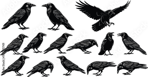 Crow bird silhouette collection flying standing raven poses black bird wildlife illustration isolated vector set for nature design projects