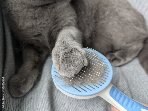 Foto Grooming a cat with a brush, showcasing pet care and shedding management