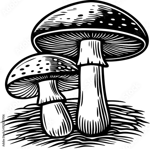 Black and white illustration of two mushrooms growing in grass with detailed gills and stems